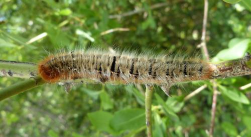 Lasiocampa quercus